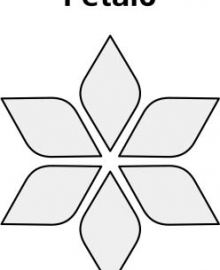 petal6